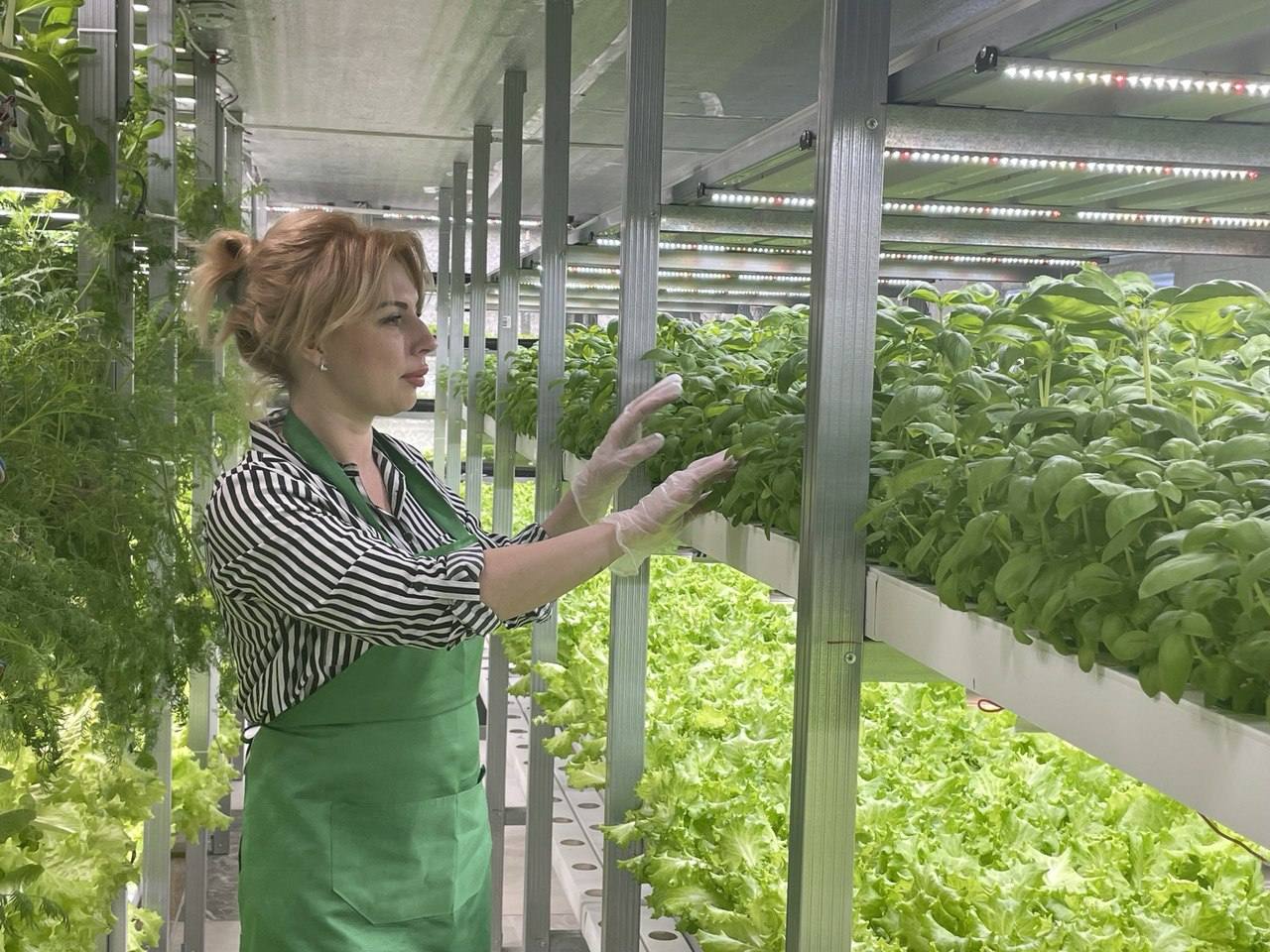 Самарская экоферма зелени наращивает объемы производства с использованием отечественных семян и удобрений